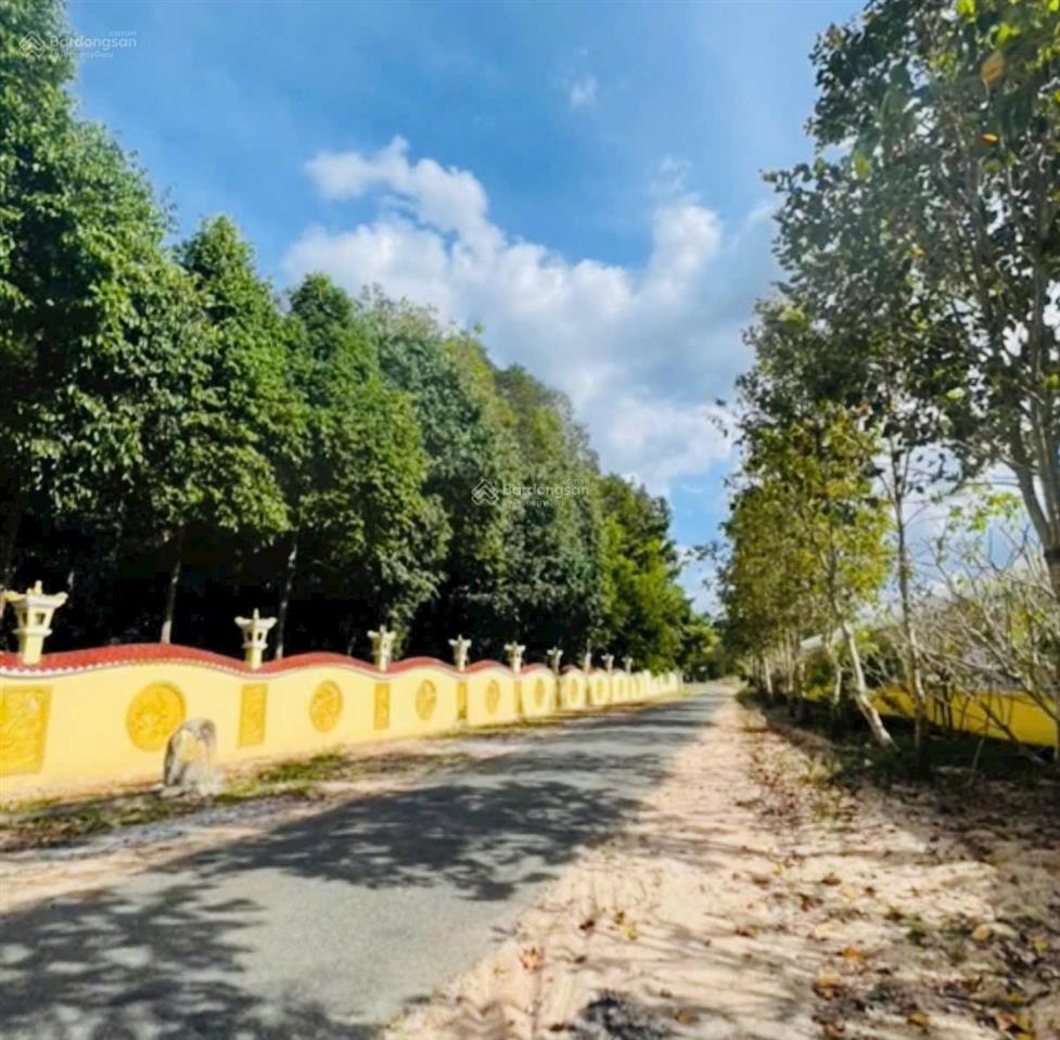 Đất nhựa đẹp vào khu du lịch bằng lăng dầu tiếng giá rẻ hơn 400 triệu, view núi cậu