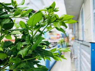 Bán gấp nhà căn góc 2 mặt tiền  kiến trúc cổ độc đáo  vị trí vip tại trung tâm chợ ô môn