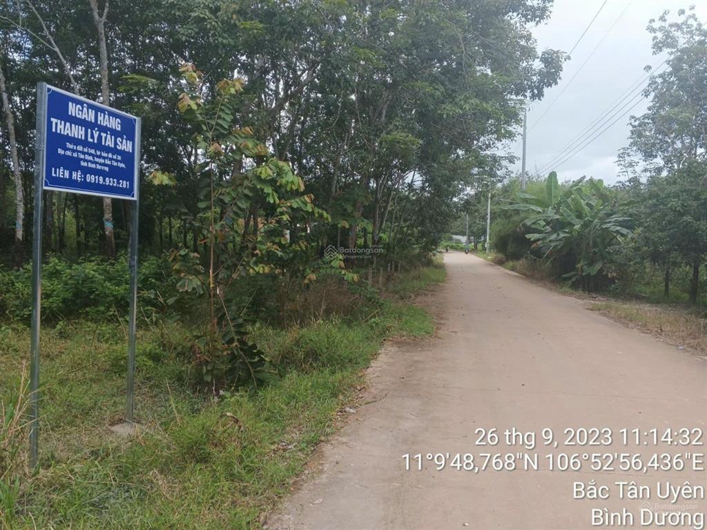 Thanh lý gấp 1483m2 đất sẵn cao su, ngang 11m chỉ 1,606 tỷ, tân định, bình dương