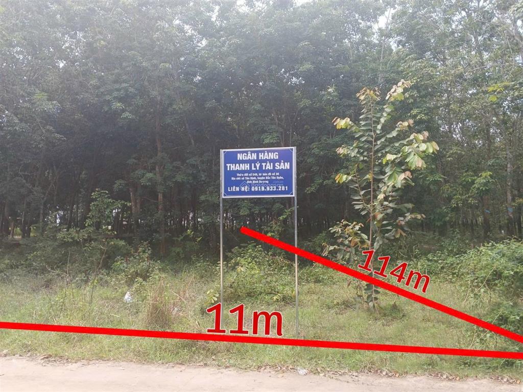 Thanh lý gấp 1483m2 đất sẵn cao su, ngang 11m chỉ 1,606 tỷ, tân định, bình dương