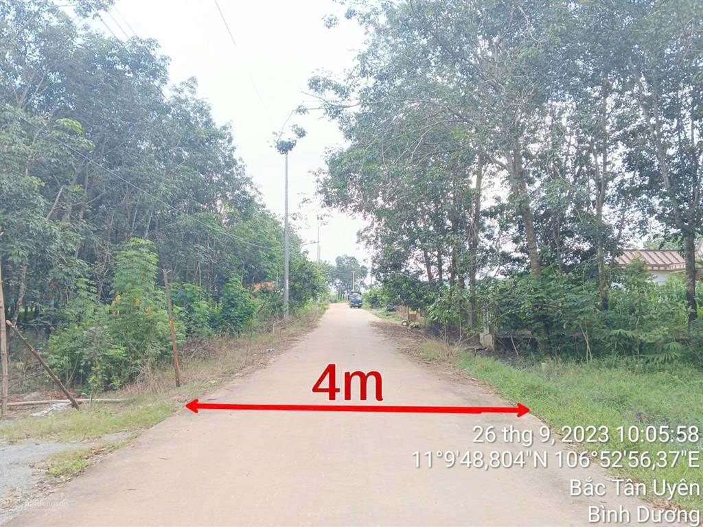 Thanh lý gấp 1483m2 đất sẵn cao su, ngang 11m chỉ 1,606 tỷ, tân định, bình dương