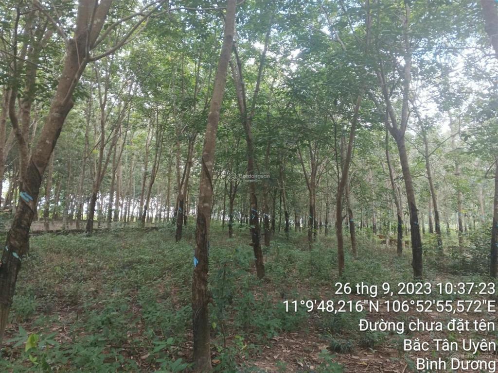 Thanh lý gấp 1483m2 đất sẵn cao su, ngang 11m chỉ 1,606 tỷ, tân định, bình dương