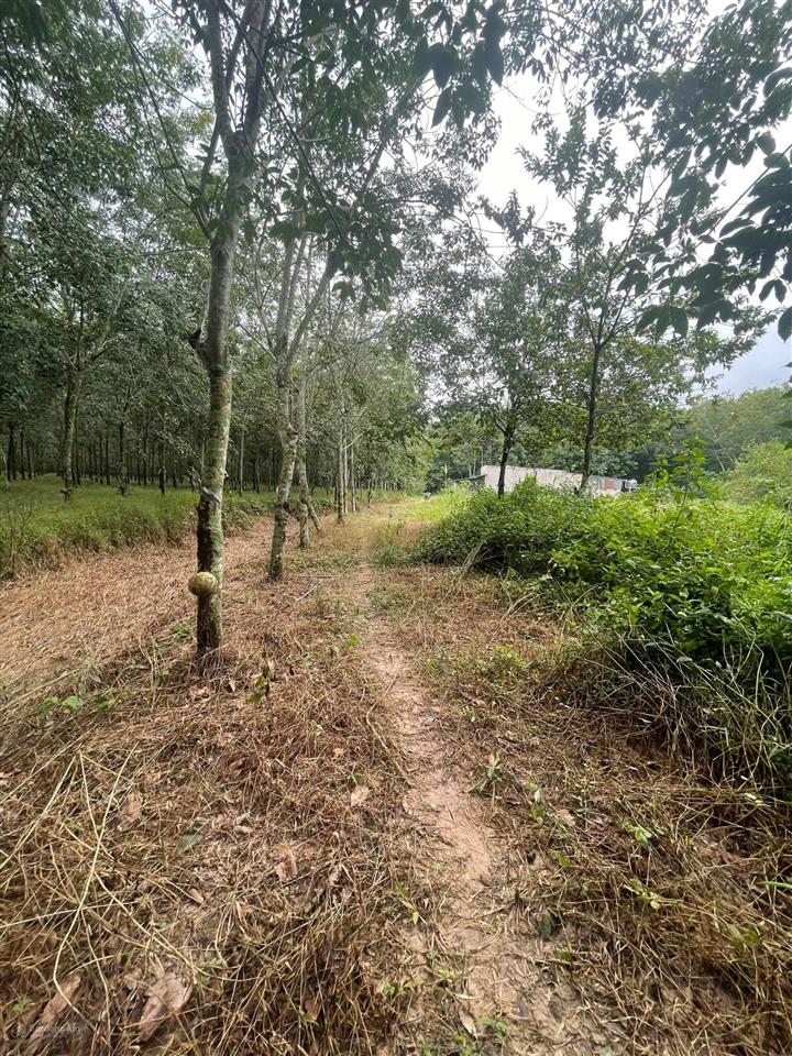 Bán đất lớn có thổ cư, ngang 47m, xã long nguyên, bàu bàng