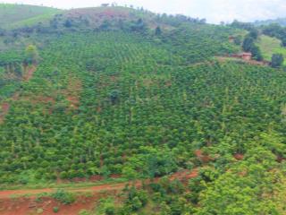 5ha không sổ giá rẻ nguồn thu mạnh tại gia nghĩa