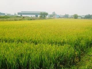 Bán 5 sào đất lúa tại thôn xuân tự 2, xã vạn hưng, 13,5 tỷ, giá ưu đãi đẹp, nhiều tiện ích