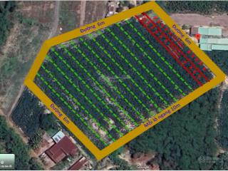 Bán trang trại khu nghỉ dưỡng tại cầu khởi, dương minh châu, tây ninh, mỗi lô 800 triệu/ 1000m2
