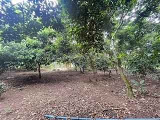 Đất nở hậu, khu dân cư hiện hữu sầm uất.