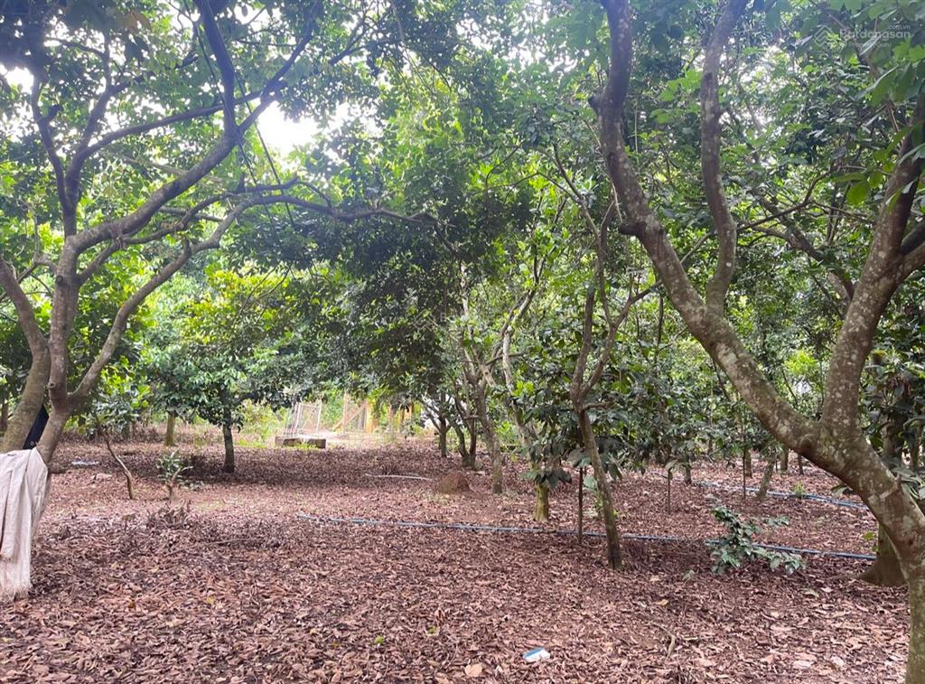 Đất nở hậu, khu dân cư hiện hữu sầm uất
