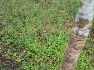 Cần bán đất bà tá gia huynh tánh linh bình thuận