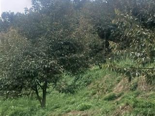 Farm đã trồng full sầu riêng 6000 cây