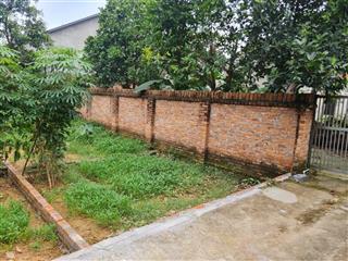 Siêu phẩm đan tảo, tân minh, sóc sơn