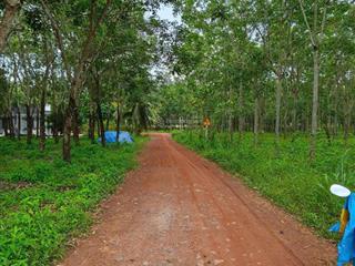 Bán gấp đất 2,7ha cao su đường dt785, ấp hội phú, xã tân hội, huyện tân châu, tây ninh