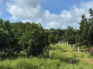 Bán đất tại dh507, an linh, phú giáo, bình dương giá siêu hời 490 triệu, 500m2