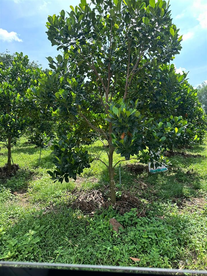 Chủ ngộp cần bán gấp miếng đất có trồng cây ăn trái. mít inđô ruột đỏ ạ