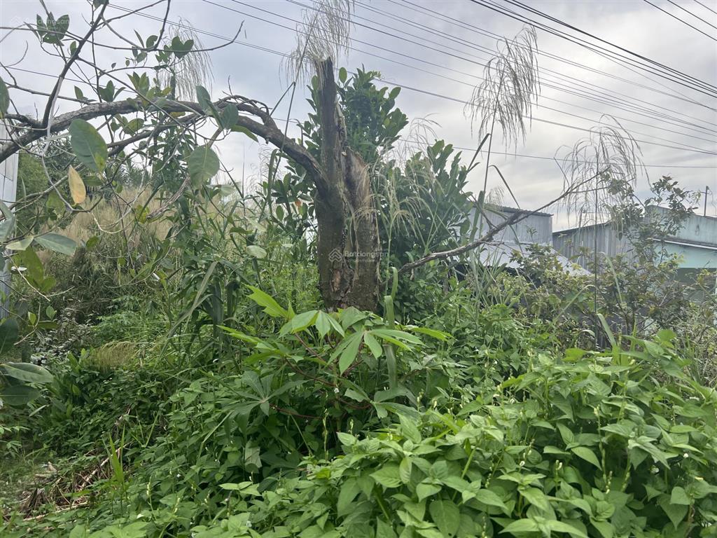 Ngân hàng thanh lý lô đất full thổ cư tại xã giục tượng, huyện châu thành, kiên giang