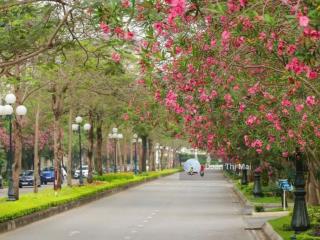 Bán đất liền kề khu dịch vụ tây nam linh đàm, 60m2, mặt tiền 5m