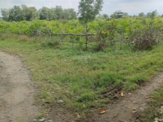 Bán đất lớn 33.365 mgiá f0 2 tỷ/sào ngã ba bà ký, long phước, long thành