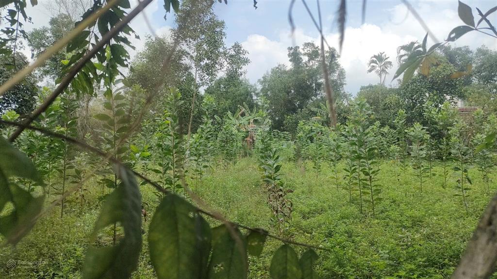 Bán đất vườn tặng nhà cấp 4 dt 6442m2 có 300m2 thổ cư  giá 45,738 tỷ 1 sẹc đường 769 xã bình sơn