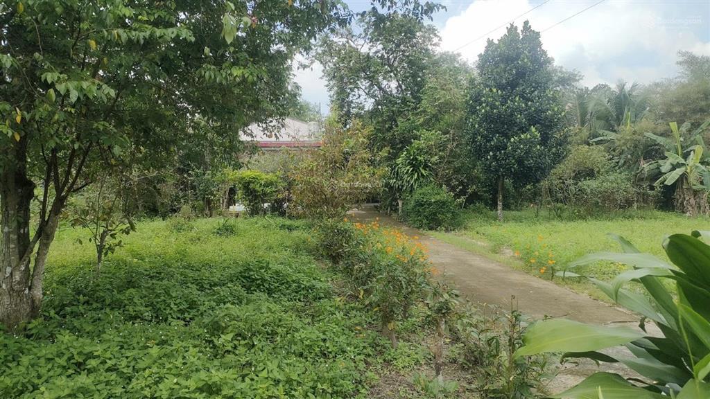 Bán đất vườn tặng nhà cấp 4 dt 6442m2 có 300m2 thổ cư  giá 45,738 tỷ 1 sẹc đường 769 xã bình sơn