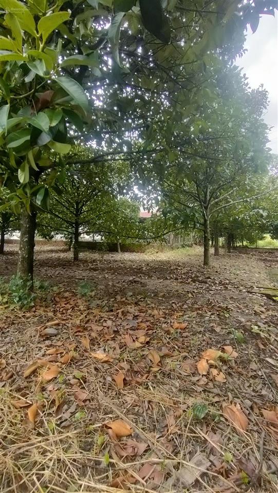 Đất 2 mặt tiền  quy hoạch đất ở đô thị dt 934m2 có 100m thổ  giá 7,5 tỷ xã an phước, long thành