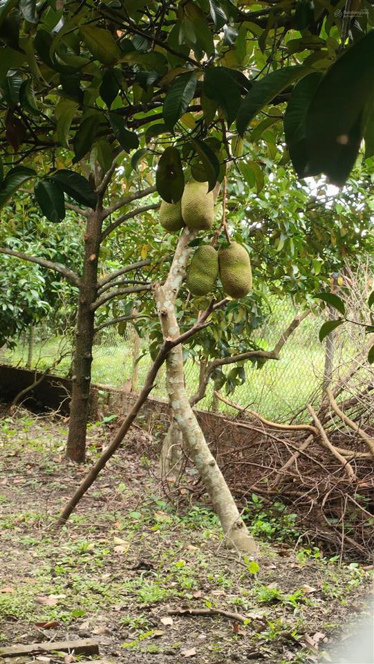 Đất 2 mặt tiền  quy hoạch đất ở đô thị dt 934m2 có 100m thổ  giá 7,5 tỷ xã an phước, long thành