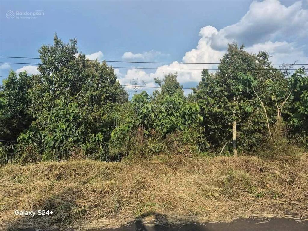 Vườn trái cây nghỉ dưỡng mặt tiền nhựa, giá tốt