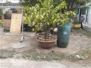 Bán lô đất thuộc phường an phú .dt 100m2