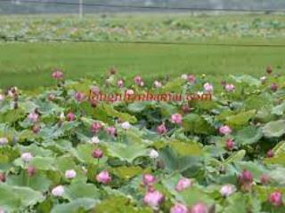 45 tỷ 17.000m2, 600m2 thổ cư, 80x212m mặt tiền ql 1a xã hồng sơn, bình thuận(lâm đồng)