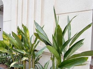 Gấp bán chdv 4 tầng  thu nhập 36tr/tháng  full nội thất  6 pn  hẻm xe tải  ngay vành đai 2