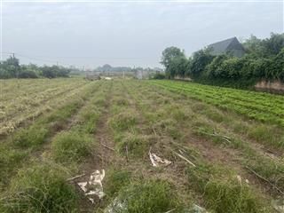 Bán 800m2 đất trồng cây hàng năm tại xã song phương