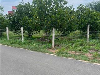 Cần bán gấp vườn trái cây, bưởi, mít, sầu