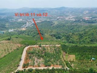 Sở hữu ngay lô đất 1000m2 có sẵn sầu riêng, bơ ngay trung tâm đường đi thuận tiện