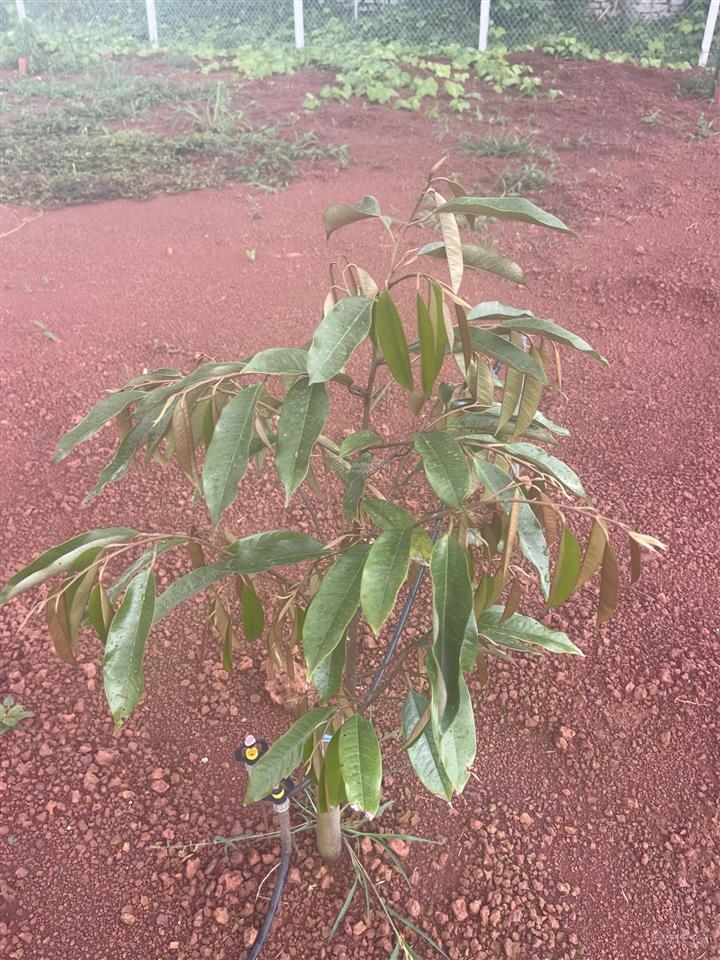 Chính chủ hạ 500 triệu bán lô đất 1100 m2 có 100 m2 thổ cư vuông đẹp 20x55