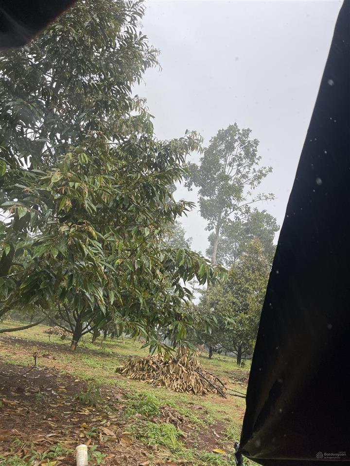 Chính chủ hạ 500 triệu bán lô đất 1100 m2 có 100 m2 thổ cư vuông đẹp 20x55