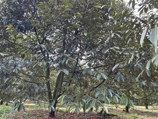 Chính chủ bán 100m2 thổ cư tặng kèm 3000m2 vườn làm nhà vườn đẹp giá rẻ