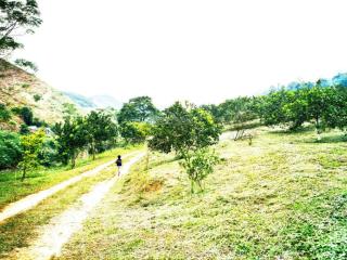 Bán 9 ha đất màu mỡ, canh tác hữu cơ, đất thoáng mát, cao 700800 mét tại easin krông buk, đắk lắk