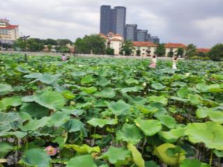 Siêu mặt phố đi bộ trịnh công sơn, 178 m2, mặt tiền 9m, hotel, apartment... hot 98 tỷ!