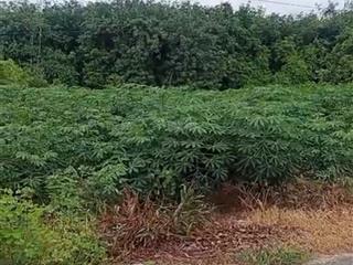 Kẹt ngân hàng cần bán gấp 1800m2 đất mặt nhựa ngay trường học ninh điền, giá 7.2 tỷ
