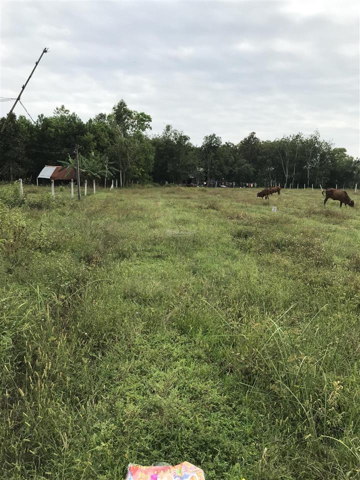 Chính chủ 2.650m2 980tr tại long phước, bến cầu tây ninh. ngang 10.35m, thổ cư 150m2