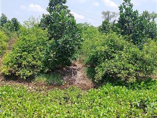 Bán đất tại thiện trung, cái bè, tiền giang 39 tỷ, 39540 m2