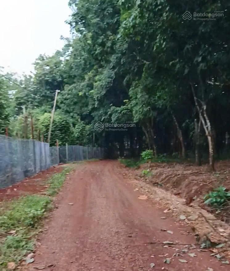 Cần bán 2ha đất đỏ bazan, mặt tiền đường tỉnh lộ đt 756, xã lộc quang, huyện lộc ninh, bình phước