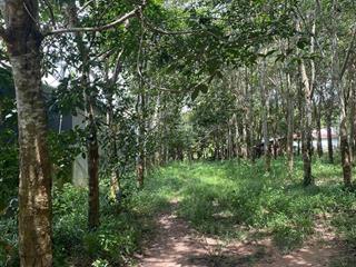 Đất mặt tiền đường dh619, dt 613m2 có thổ cư cách mặt tiền đường lớn dt749 chỉ 100m, sang tên liền