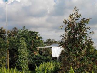 Đất vườn sầu riêng gần trung tâm thị trấn phước an thủ phủ sầu riêng của việt nam.