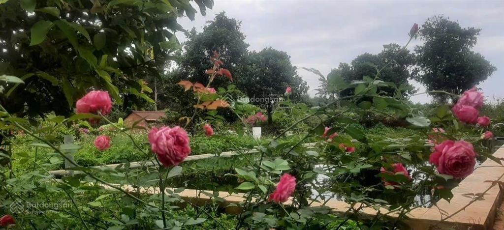 Cần ra miếng đất (1sào1) đá bạc bà rịa vũng tàu tp hcm