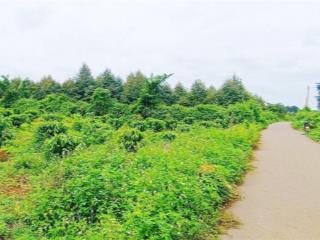 3.157m2 giá 4 tỷ 500 triệu! vườn cafe & sầu riêng siêu đẹp. đây là nguồn bds mà mọi người cần ạ