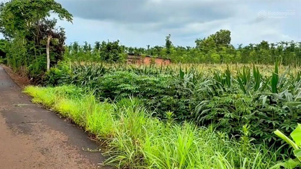 Bán nguyên lốc 22 nền gồm (5x50m/80m2 thổ cư, 20 nền & 2 nền 10x60m 80m2 thổ cư, tổng 1760m2 thổ cư