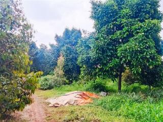 950 triệu /1000 m2, 3245m2, 100m2 tc vườn sầu riêng, măng cụt, bơ, dâu, nhà cấp 4 cạnh ql 56 tphcm