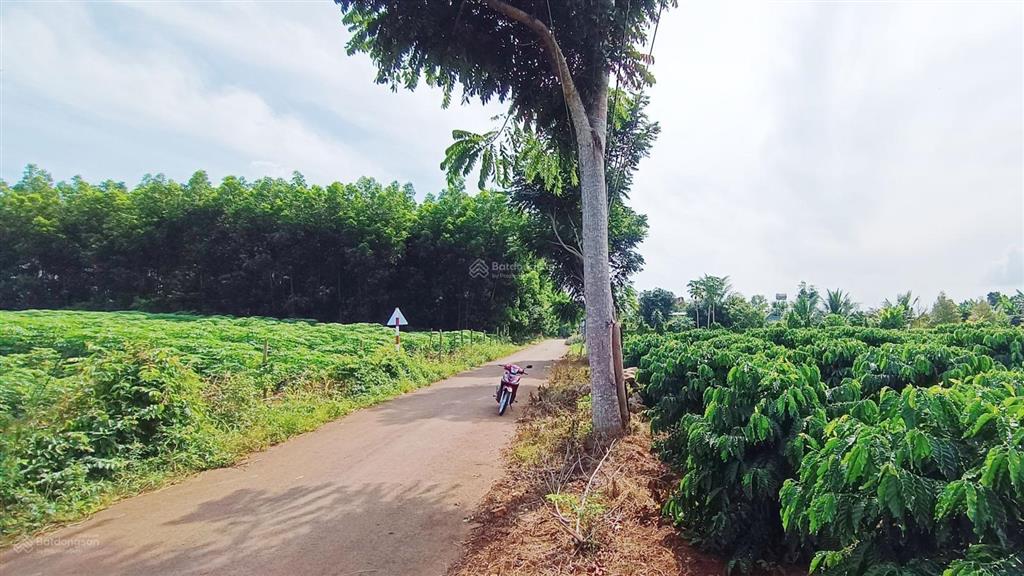36000 m2(300m2tc)cách dự án 50 hecta kcn phước tân xã hồ tràm 1,5 km|giá 36tỷ làm kho bãi, đầu tư
