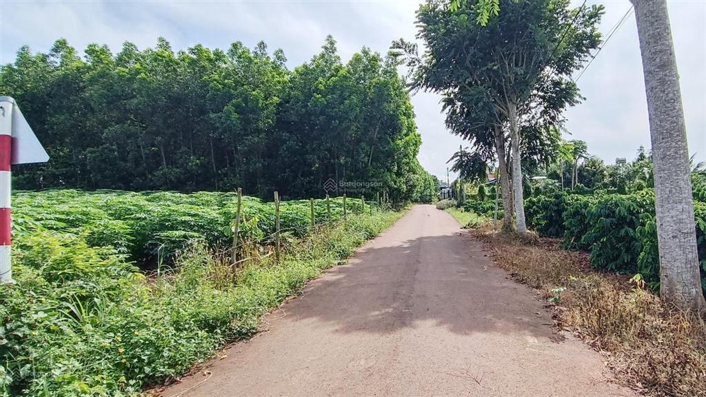 36000 m2(300m2tc)cách dự án 50 hecta kcn phước tân xã hồ tràm 1,5 km|giá 36tỷ làm kho bãi, đầu tư