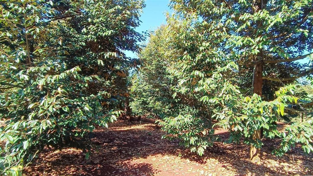 Đất vườn khu dân cư 3,4 tỷ mặt tiền hướng đông 839 m2 100 thổ cư có sầu riêng đẹp hơn mong đợi